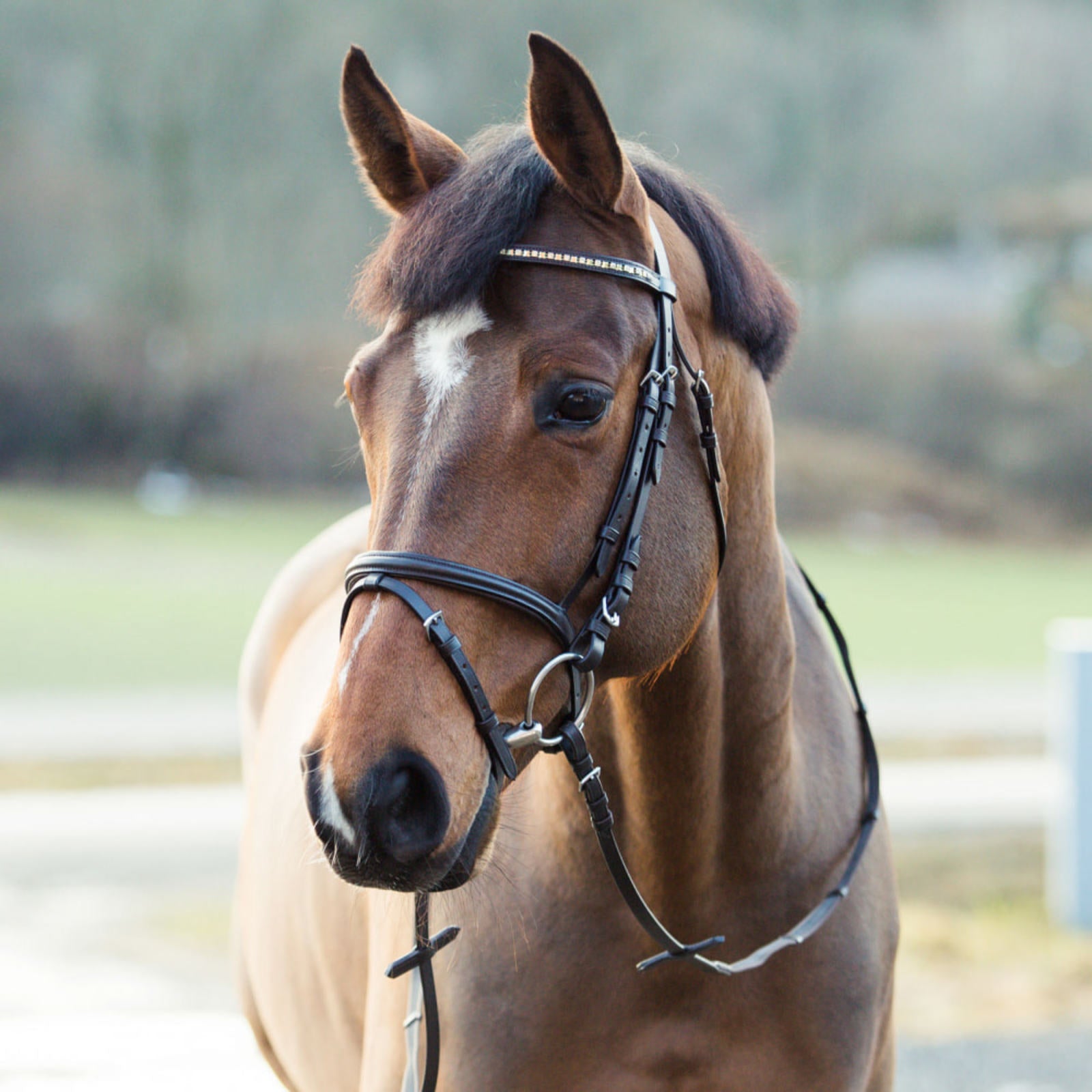 BRIDA #10017 PARA EQUITACION CAFE DE PIEL T-COB