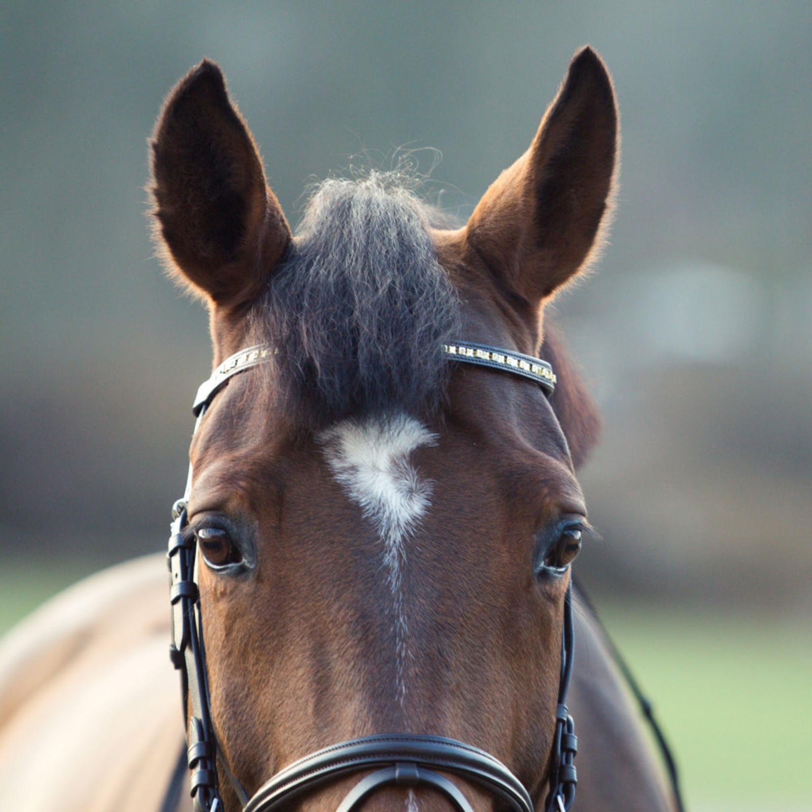 BRIDA #10017 PARA EQUITACION CAFE DE PIEL T-COB