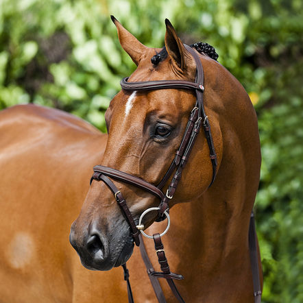 BRIDA #10040 EQUITACION