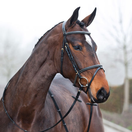 BRIDA #10040 EQUITACION